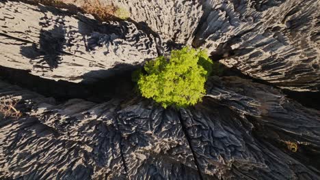 Aerial-wide-angle-top-down-view-green-trees-in-big-Tsingy-de-Bemaraha---beautiful-rock-formation-in-national-park-in-Madagascar