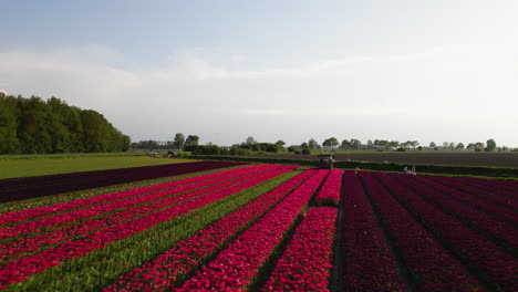 Red-color-tulips-grow-in-perfect-lines,-aerial-drone-view