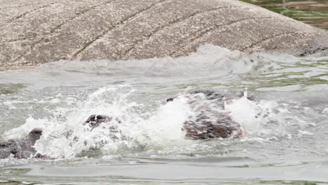 Dos-Toros-Hipopótamos-Peleando-En-Un-Lago-De-Agua-En-El-Parque-Nacional-De-Sudáfrica