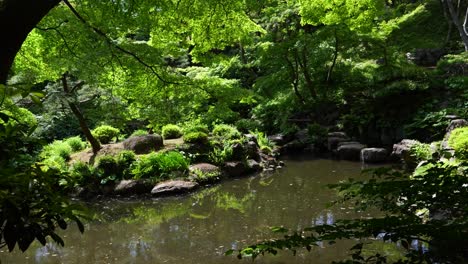 Slow-motion-push-in-toward-pond-inside-Japanese-landscape-garden