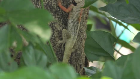 Indian-Garden-lizard-on-tree