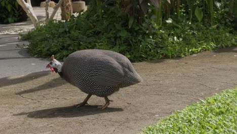 Helmperlhuhn-Mit-Seinem-Charakteristischen-Gesprenkelten-Gefieder-Und-Leuchtend-Roten-Kehllappen-Läuft-über-Einen-Fußweg