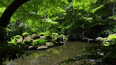Beautiful-cinematic-dolly-in-toward-lush-green-Japanese-landscape-garden-with-pond