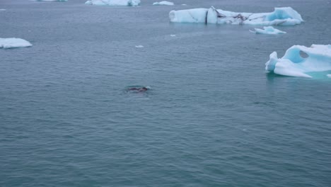 Walrus-Swimming-in-Cold-Sea-Between-Floating-Ice-Pieces,-Wild-Animal-in-Natural-Habitat,-Slow-Motion