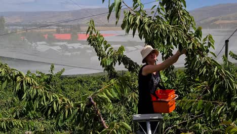 Selective-harvesting-in-Cromwell,-New-Zealand,-focusing-on-cherries