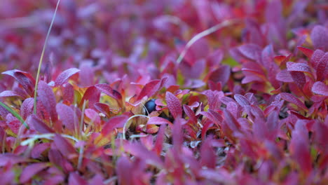 Wild-Blueberry-in-Landscape-of-Greenland,-Close-Up