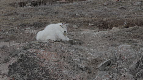 Mountain-Goat-Resting-On-Rocky-Mountain-In-Yukon,-Canada---Wide-Shot