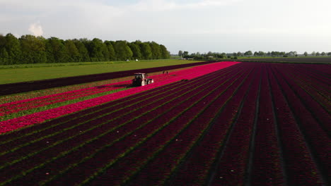 Tractor-Trabajando-En-El-Campo-De-Tulipanes-Rojos,-Vista-Aérea-En-órbita