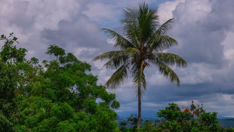 Palm-Coconut-Tree-Timelapse-time-lapse-clouds-sunshine-sunny-daytime-Wewak-East-Sepik-River-Province-capital-district-Papua-New-Guinea-Tropics-islands-Madang-Northern-Coast-Boutique-Hotel-Green