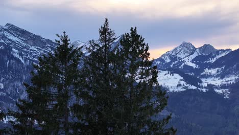sunset-behind-the-snowy-peaks-of-the-Swiss-Alps,-with-pine-trees-in-the-foreground