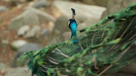 Pavo-Real-Indio-Macho-Mostrando-Colas-Para-Atraer-Pareja-Durante-La-Temporada-De-Apareamiento