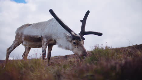 Reindeer-grazing-and-chewing-vegetation-on-a-mountain-in-Scotland