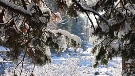 Sonnenlicht-Fällt-Durch-Frischen-Schnee-Auf-Kiefern,-Sanfte-Flocken-Fallen