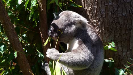 Koala,-phascolarctos-cinereus-spotted-hanging-on-the-tree,-feasting-on-eucalyptus-leaves-under-bright-sunlight-with-eyes-closed,-an-Australian-native-animal-species,-close-up-shot