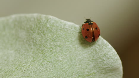 Makroaufnahme-Eines-Roten-Marienkäfers-Mit-Schmalem-Fokus,-Der-Auf-Einem-Saftigen-Blatt-Läuft