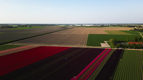 Endless-colorful-fields-of-tulips-in-Netherlands,-aerial-drone-view