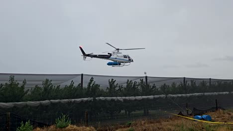 Helicopter-flying-low-to-dry-a-cherry-orchard-crop-in-the-rain