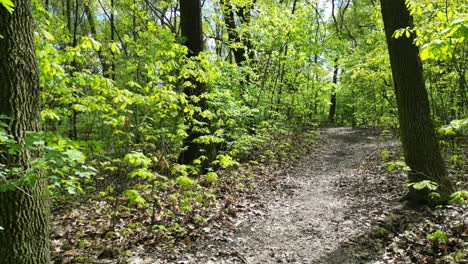 Walderkundung-An-Einem-Schönen-Sommertag-Mit-üppigem-Grün,-Gras,-Blättern-Und-Bäumen