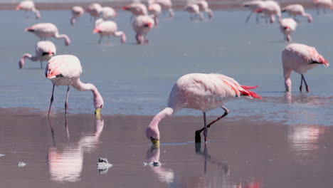 Flamingo-hunts-with-head-down-in-water,-light-reflects-across-feathers