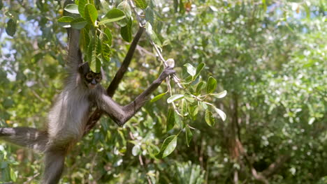 Wide-Angle-of-Spider-Monkey-Hanging-from-Trees-in-Tropical-Forest-somewhere-in-Mexico
