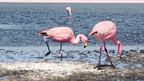 Flamingo-Pickt-über-Trockenen-Boden-Auf-Dem-Seebett-Am-Wasser