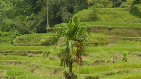 Una-Palmera-Solitaria-En-Medio-De-Las-Exuberantes-Terrazas-De-Arroz-De-Tegallalang-En-Bali,-Indonesia