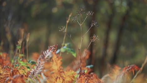Withered-ferns-and-dry-weeds-cover-the-ground-in-the-autumn-tundra