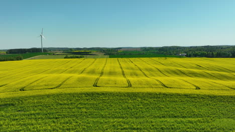 An-expansive-rapeseed-field-in-full-bloom,-with-a-wind-turbine-in-the-background