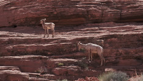 Bighorn-sheep-lambs,-mirroring-their-watchful-mother,-traverse-a-steep-red-cliff-face