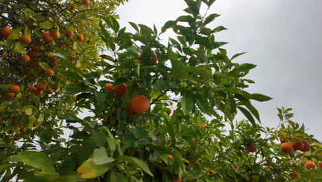 Close-up-view-of-an-orange-tree-laden-with-ripe-oranges-in-Nicosia,-Cyprus