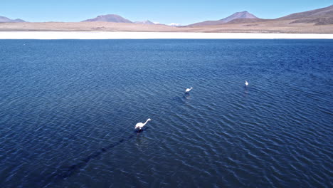 Descripción-Aérea-De-La-Larga-Sombra-De-Un-Flamenco-Volando-A-Través-De-Salinas-En-Bolivia