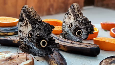 Owl-Butterflies-Feeding-on-Fruits-in-a-Botanical-Garden