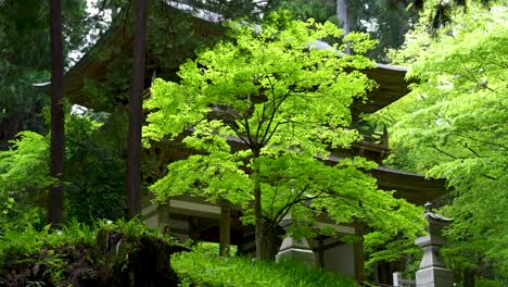 Approach-at-Daiyuzan-Temple-in-Kanagawa,-Japan