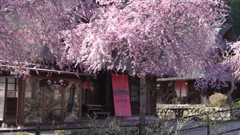 Flor-De-Cerezo-Rosa,-Sakura,-Flores-De-Cerezo-Japonés,-Flores