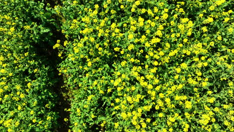 Aerial-view-of-a-yellow-flower-field-with-wind-turbines-in-the-background