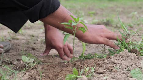 Farmer-cleaning-chilli-grass-in-the-field