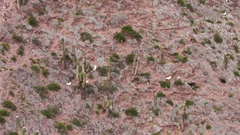 Vista-Aérea-De-Un-Rebaño-De-Cabras-Salvajes-Pastando-Entre-Cactus-En-Las-áridas-Montañas-De-La-Provincia-De-Jujuy,-Argentina.