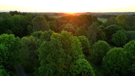 Panorama,-view-of-the-rising-sun-over-the-forest,-morning-sun-rays-illuminating-the-leaves