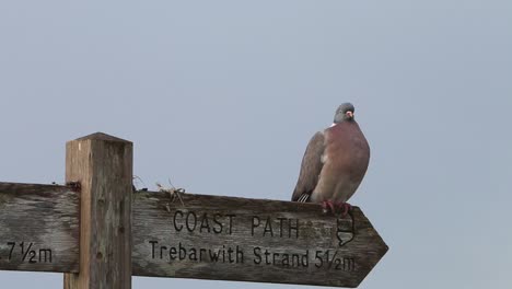 Eine-Ringeltaube,-Columba-Palumbus,-Thront-Auf-Einem-Hölzernen-Fußwegschild-Entlang-Des-Südwestlichen-Küstenpfads