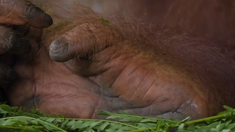This-close-up-image-captures-the-foot-of-an-orangutan,-showcasing-its-distinct-texture-and-structure
