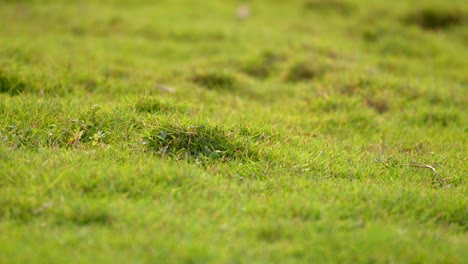 Garten-Grünes-Gras-Nahaufnahme