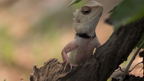 Indian-Garden-lizard-looking-closeup