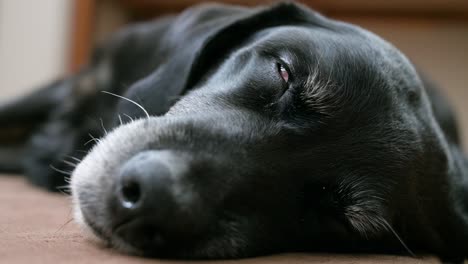 Portrait-of-a-senior-black-dog's-eyes-closed-in-sleep-on-the-floor