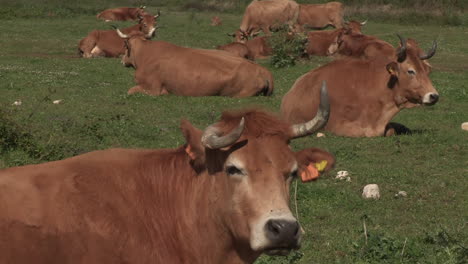 Herd-of-brown-cows-sitting-chewing-grass-in-the-field