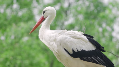 Western-White-Stork-Resting-Standing-in-Nest-on-a-Tree---closeup-low-angle-view