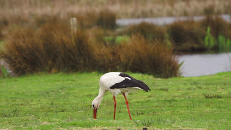 White-stork-grazing-in-grassy-pasture-by-river,-swallowing-morsel