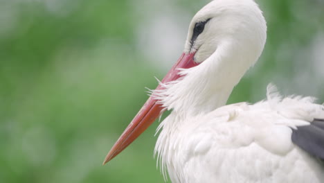 Western-White-Stork-Ciconia-Bird-Head-Close-up-in-Spring-Seoul-Grand-Park,-South-Korea