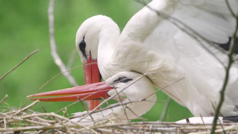 Paar-Westlicher-Weißstorchvögel,-Die-In-Der-Paarungszeit-Auf-Einem-Baumnest-Kopulieren