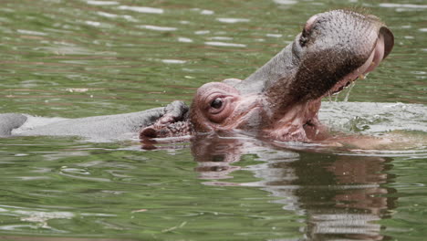 Hipopótamo-Bostezando-Abriendo-La-Boca-En-El-Agua
