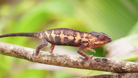 Wildlife-chameleon-walks-on-the-branch-in-Madagascar-rain-forest